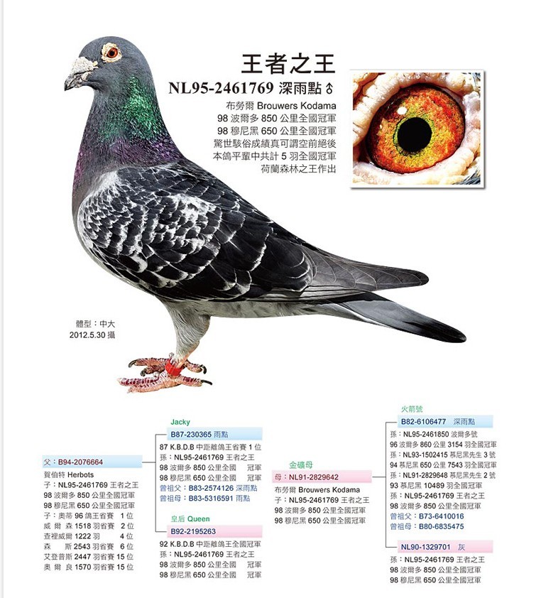 com爱鸽商城_中国信鸽信息网