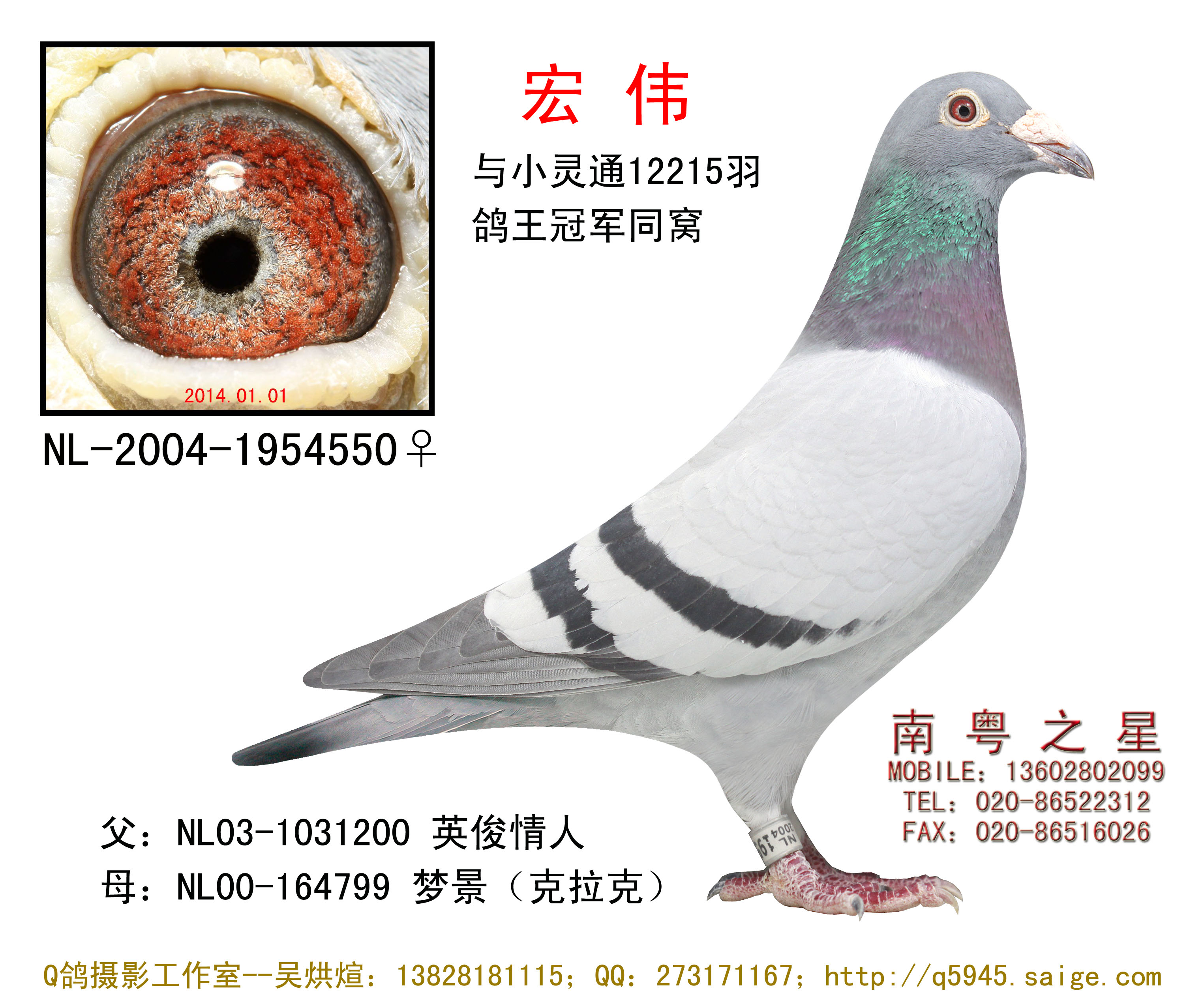华夏王直孙"秘奥"-南粤之星-罗剑星-中信网爱鸽商城