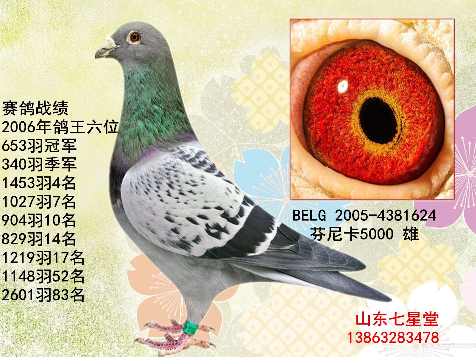 芬尼卡_山东七星堂_ ag188.com爱鸽商城_中国信鸽信息