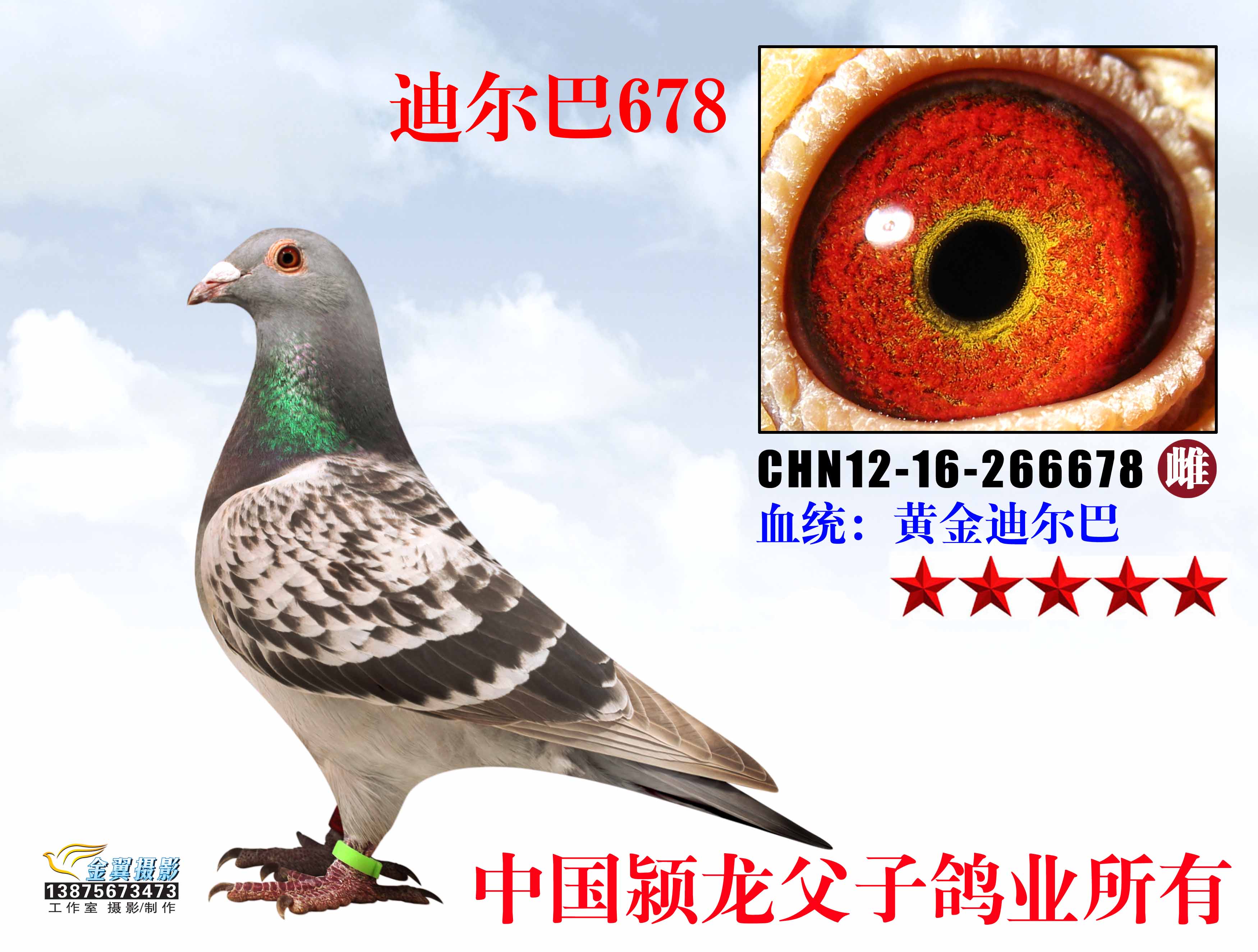 性 别:             雌                         目 录:  迪尔巴
