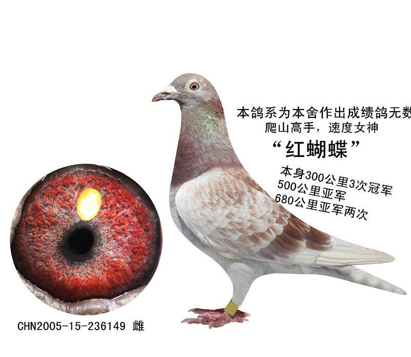 保罗西翁"红蝴蝶"