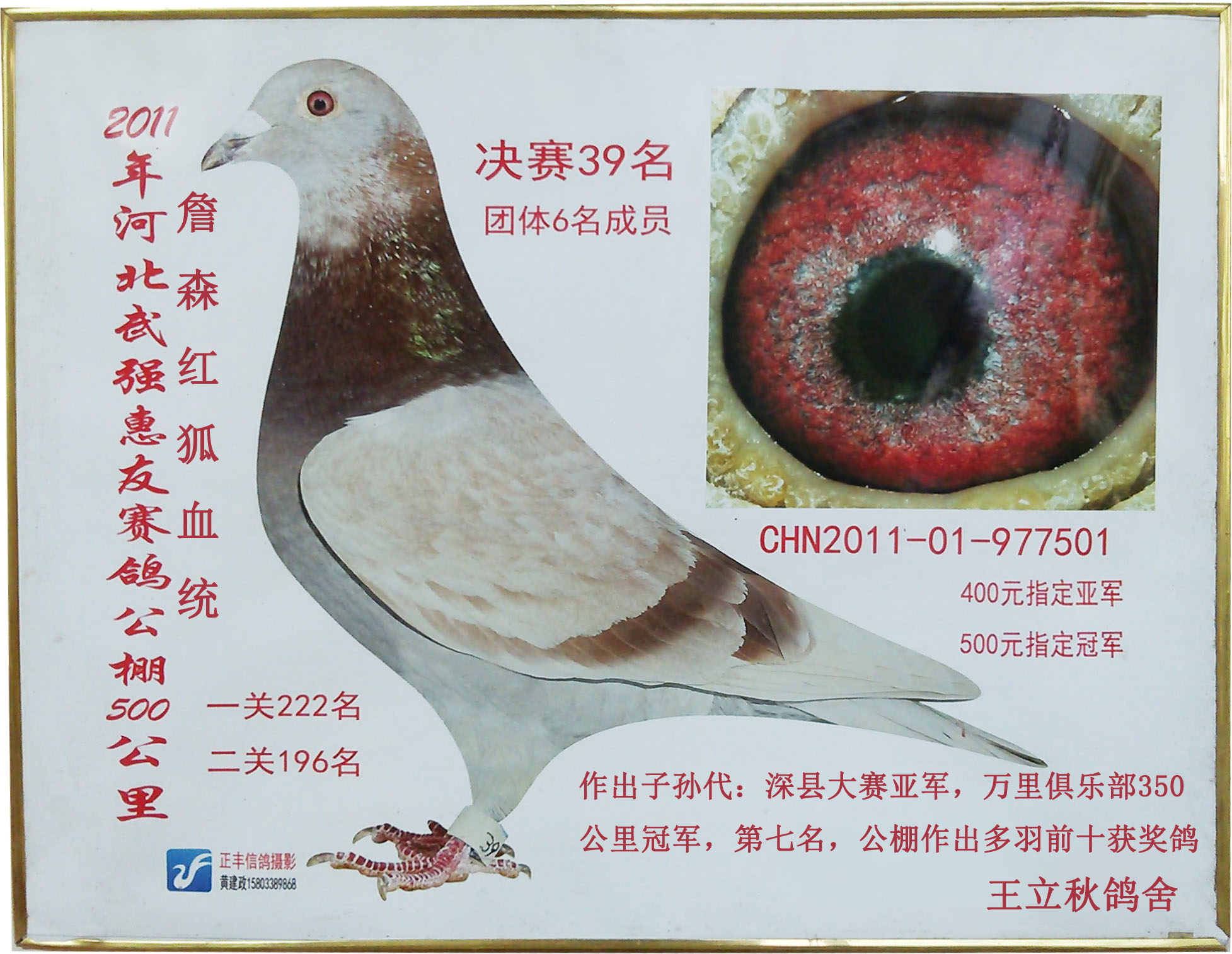 信鸽特征