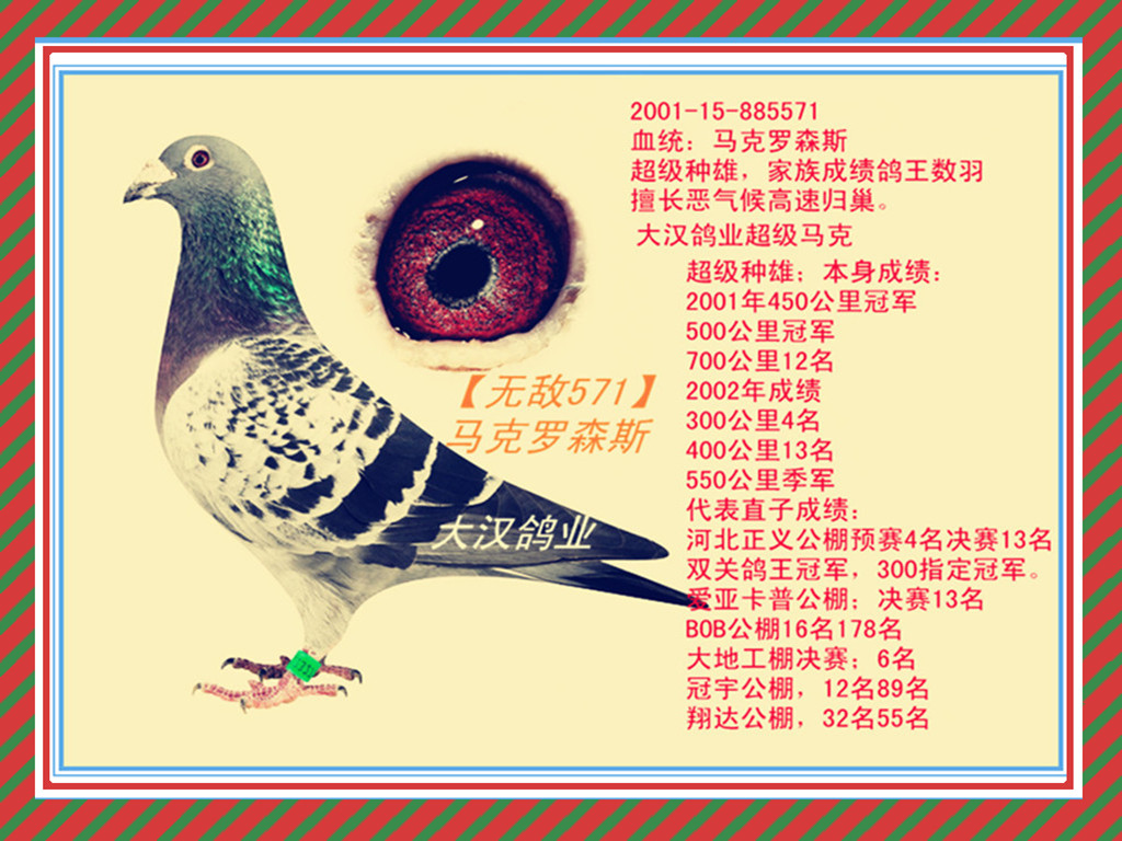 马克罗森斯_山东大汉鸽业_ag188.com爱鸽商城_中国