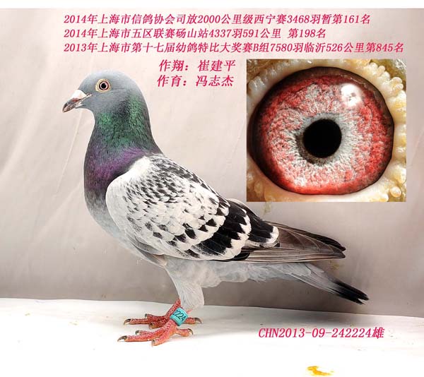 14年上海超远程获奖鸽_上海赛鸽网_ ag188.com爱鸽