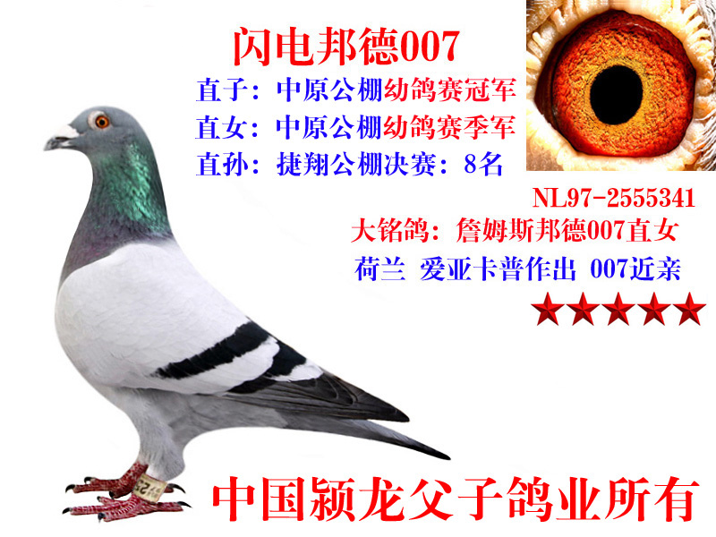 闪电邦德007_中国颍龙父子鸽业_ag188.com爱鸽商城_中国信鸽信息网