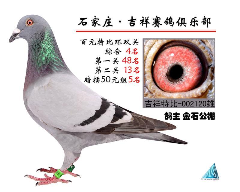 桑杰士_金石赛鸽育种中心-中信网爱鸽商城