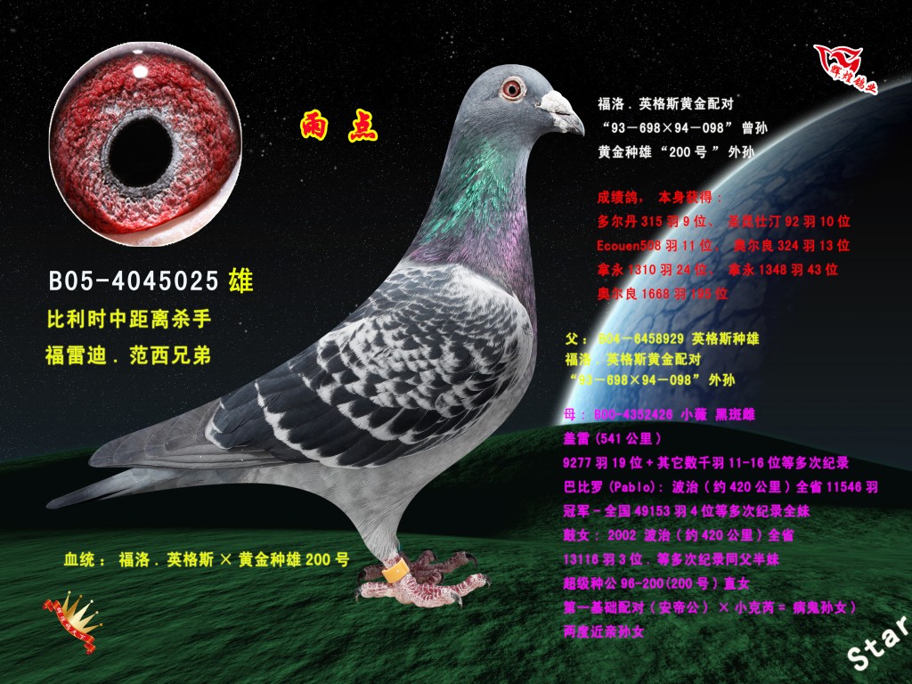 雨点雄_辉煌国际赛鸽交流中心_ag188.com爱鸽商城_中国信鸽信息网