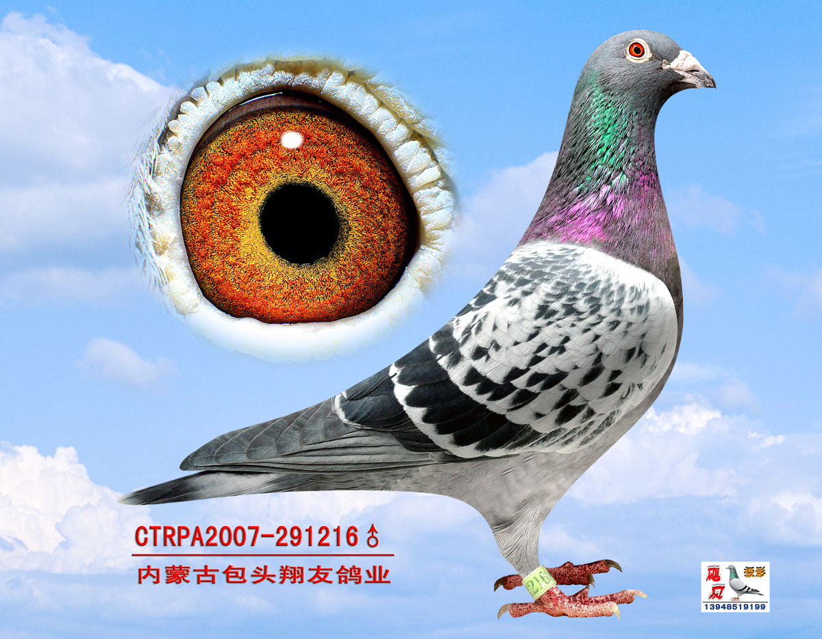 "詹森216"_包头翔友鸽业_ ag188.com爱鸽商城_中国信鸽信息网
