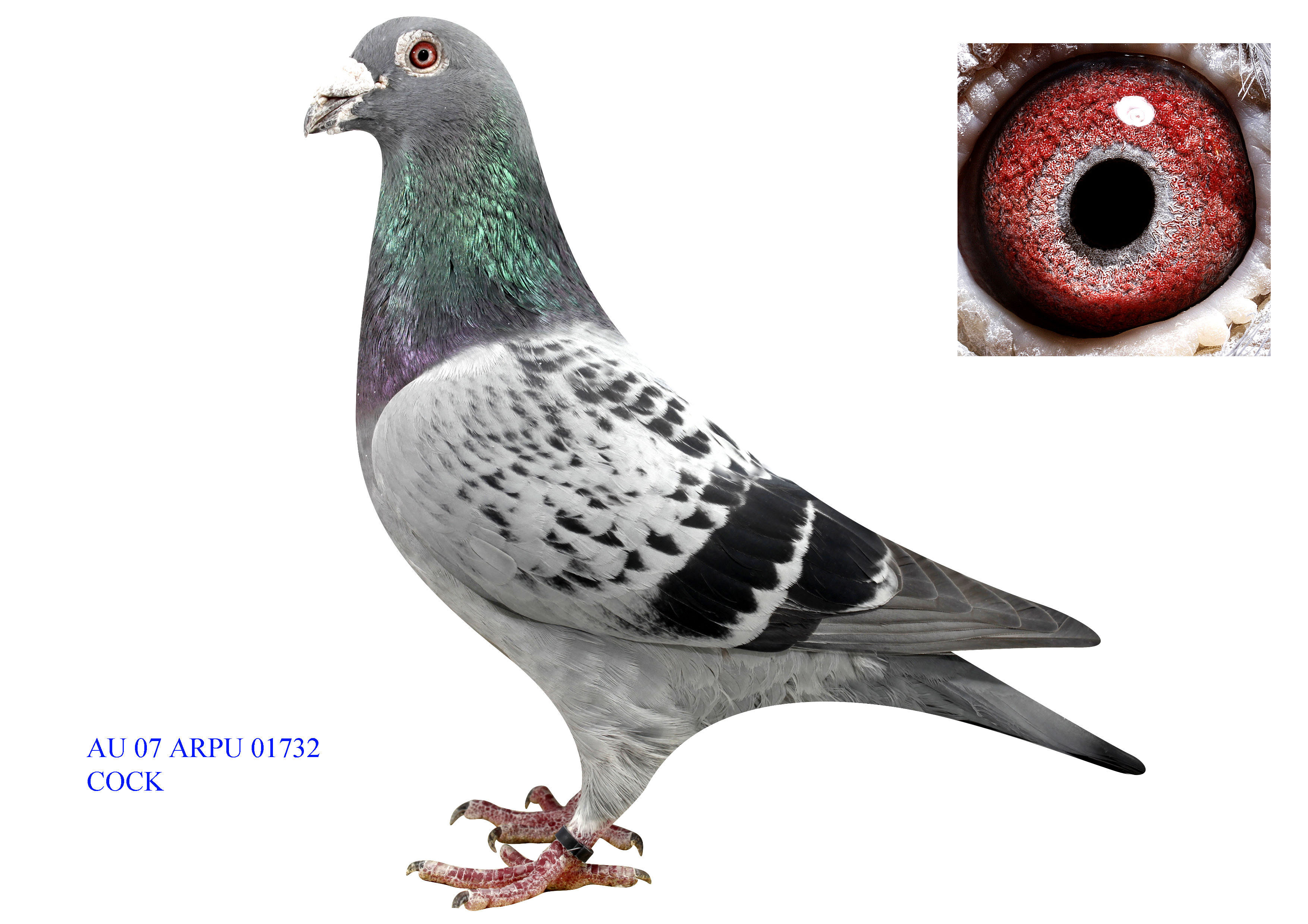 B֮