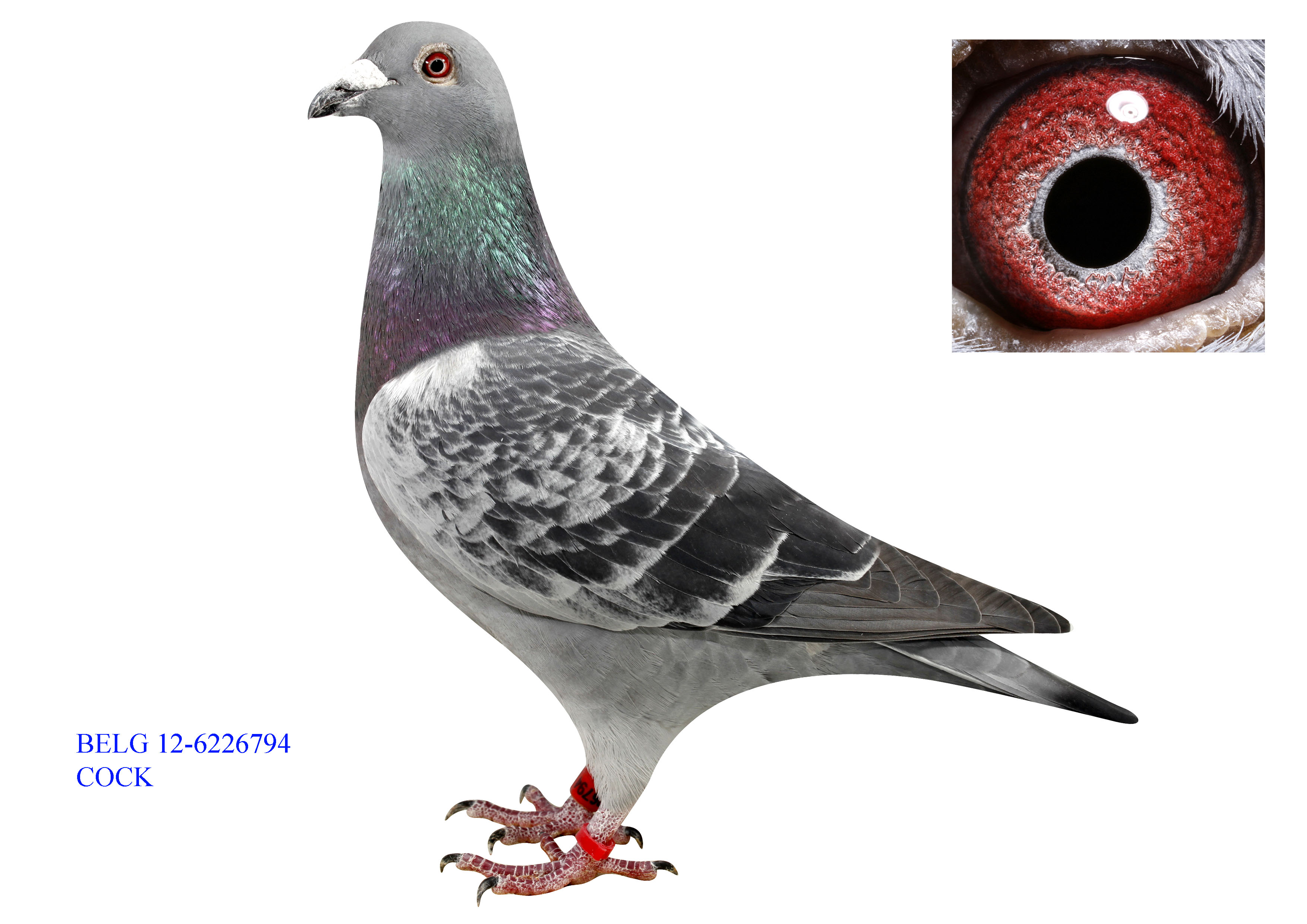 B(nio)11λ֮