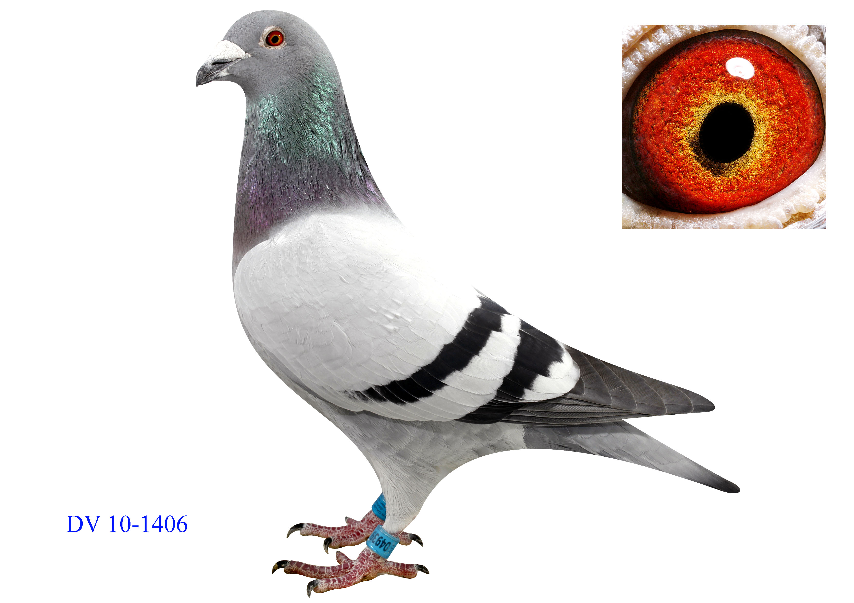 ܊ͬ DV10-1406