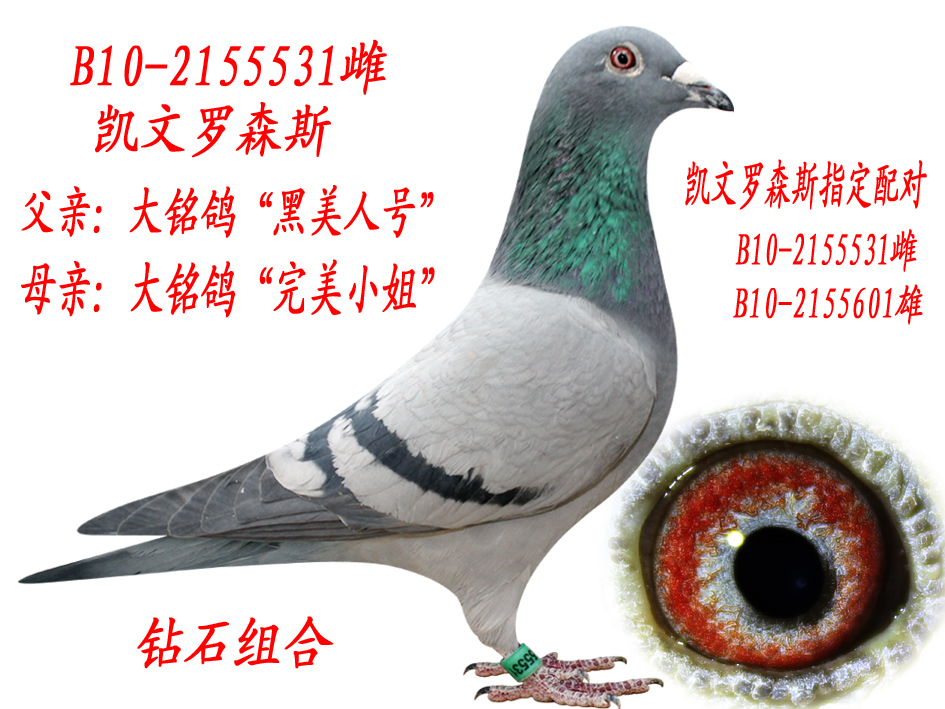 P._ɭ˹ ԭ
