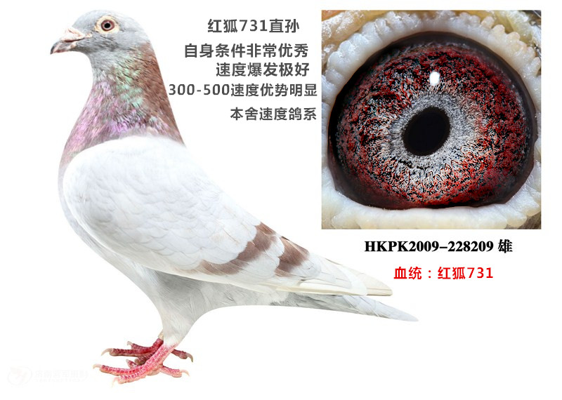 红狐731_环球赛鸽文化_ ag188.com爱鸽商城_中国信鸽信息网