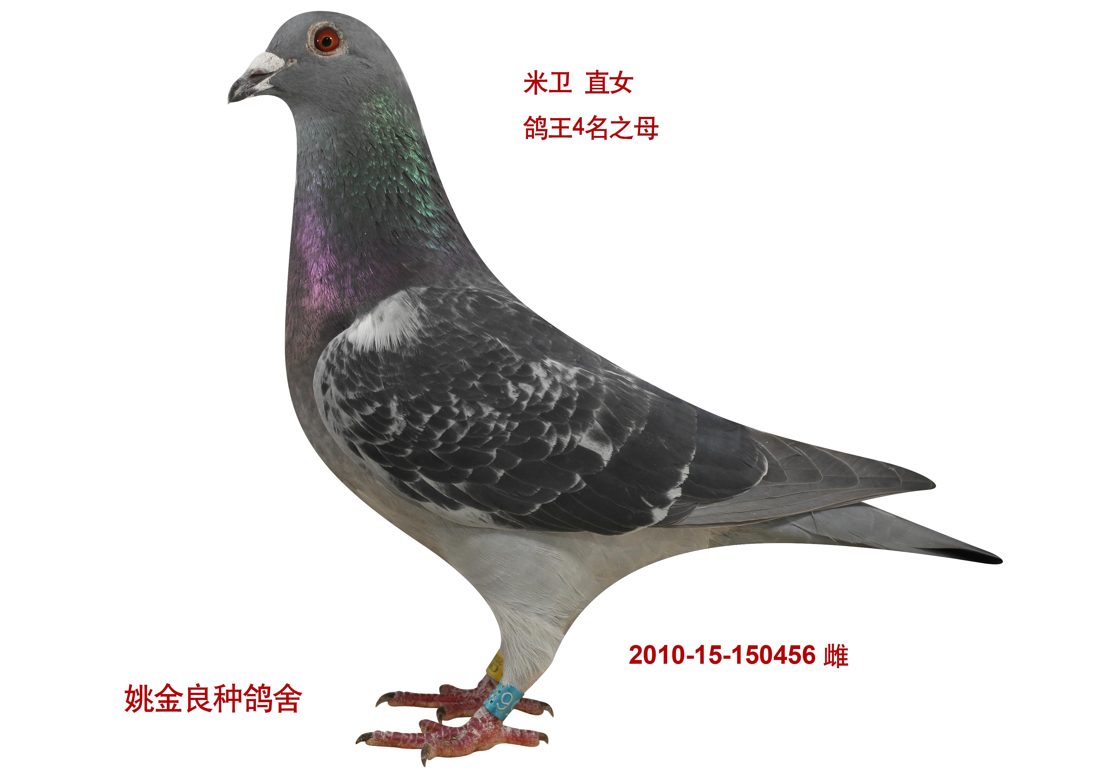 超级米卫之女鸽王4之母_名士阁_ ag188.com爱鸽商城_中国信鸽信息网