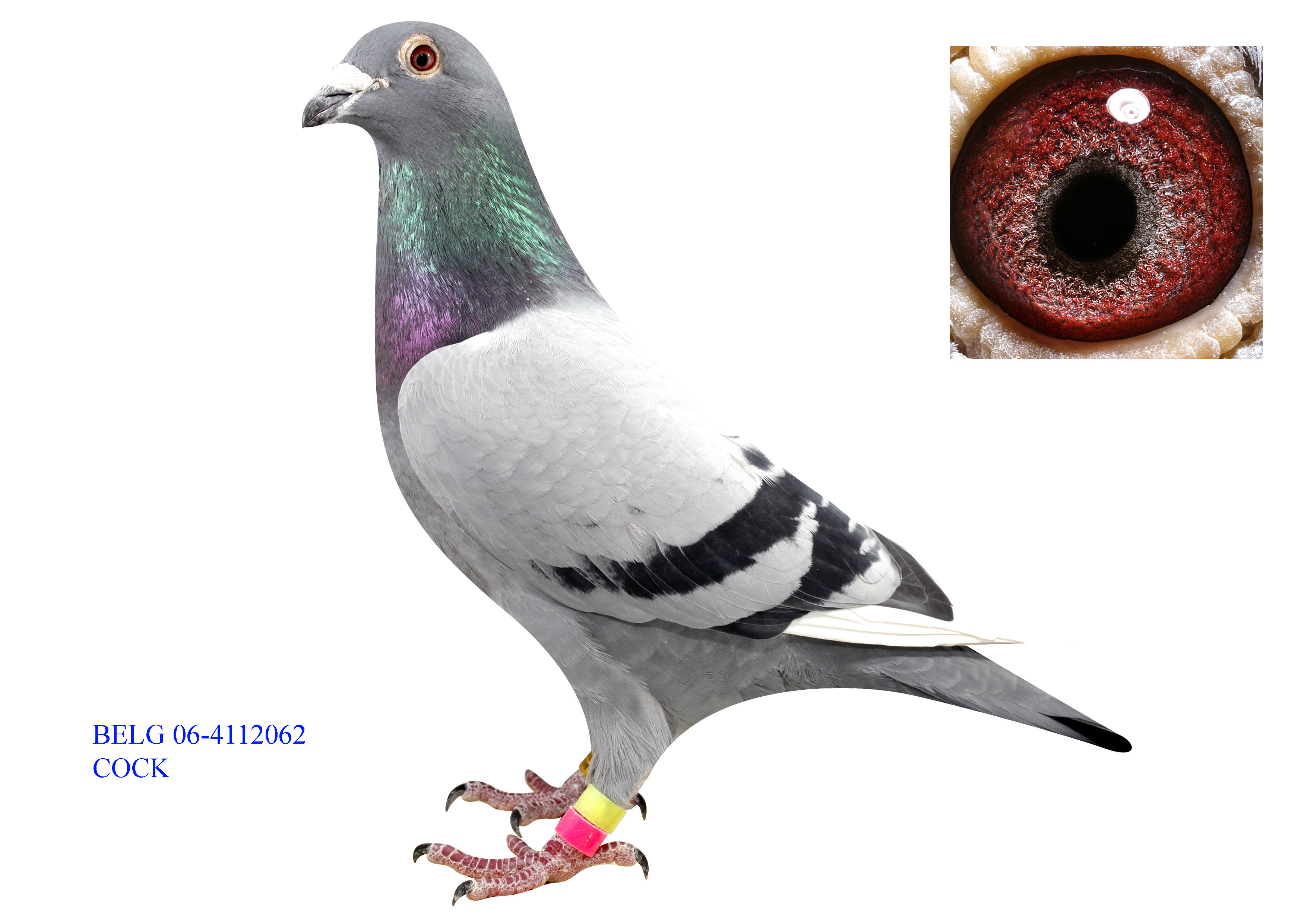 ׵ 06-4112062