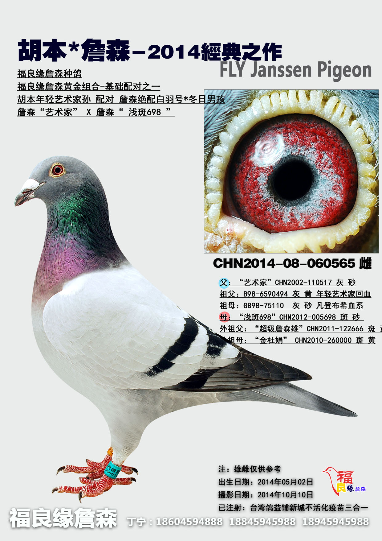 胡本*詹森_福良缘詹森_ ag188.com爱鸽商城_中国信鸽
