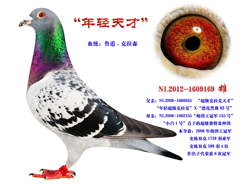 【鲁道.克拉森】超级克拉克"年轻天才_龙翔轩_ ag.