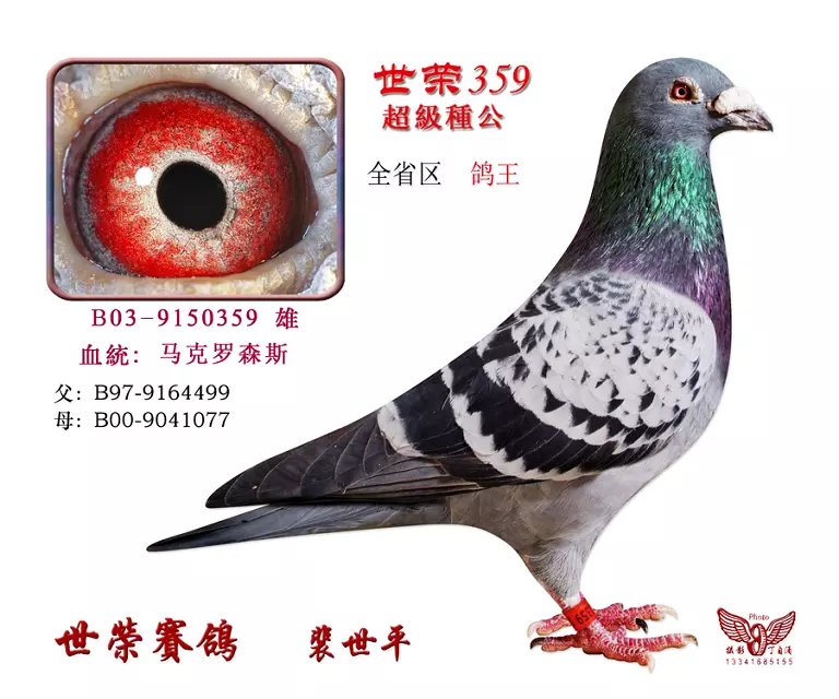 马克罗森斯--全省区鸽王