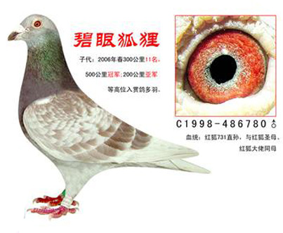 红狐731 直孙