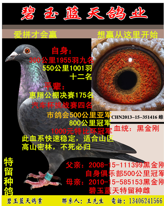 黑金刚_碧玉蓝天鸽业_ag188.com爱鸽商城_中国信鸽信息网