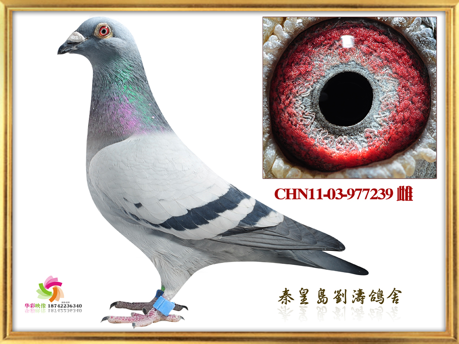 283ĸH