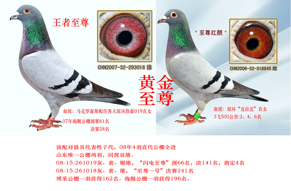 马克罗森斯024