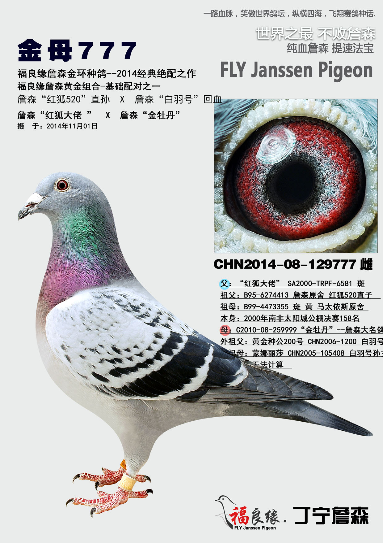 詹森金母777_福良缘詹森-中信网爱鸽商城