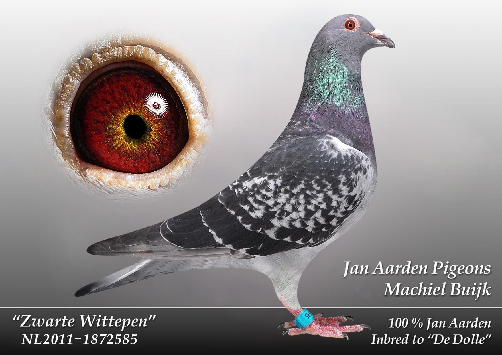 米歇尔.贝克杨阿腾原环_冠军团队鸽舍-中信网