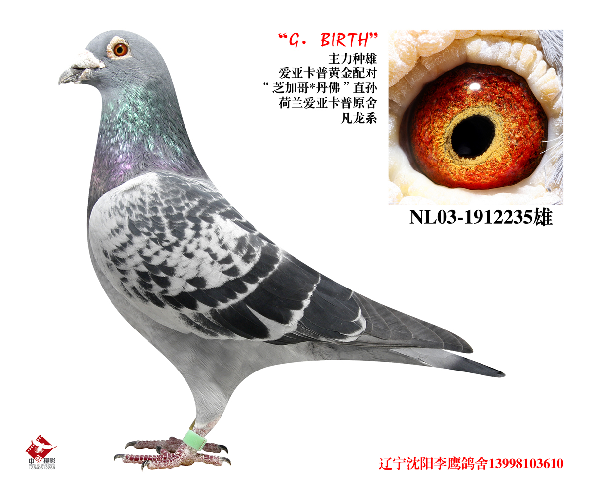 凡龙芝加哥