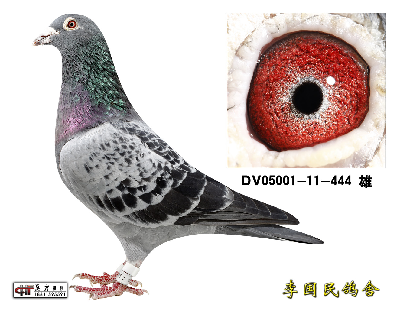 dv05001-11-444_北京李国民鸽舍-中信网爱鸽商城