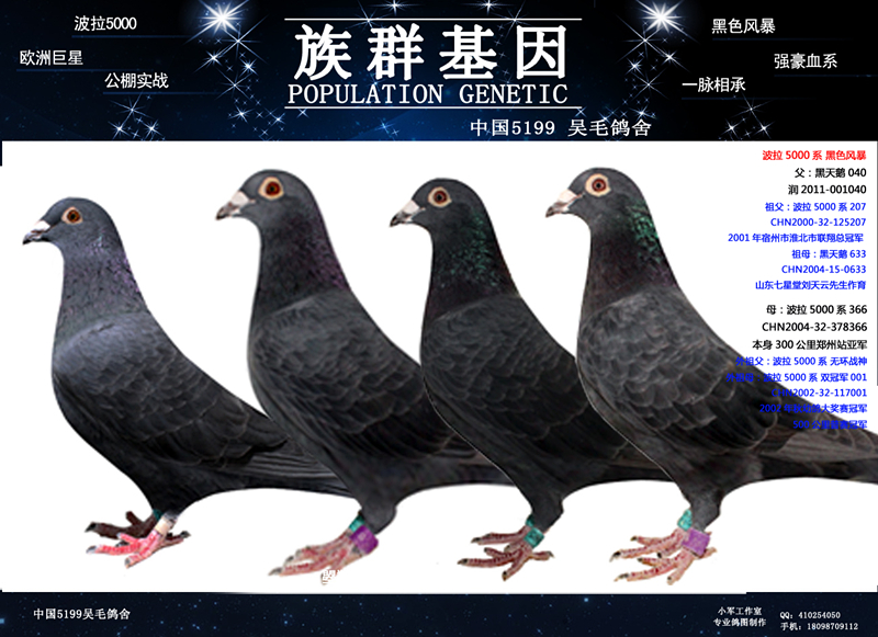 波拉5000黑色风暴家族