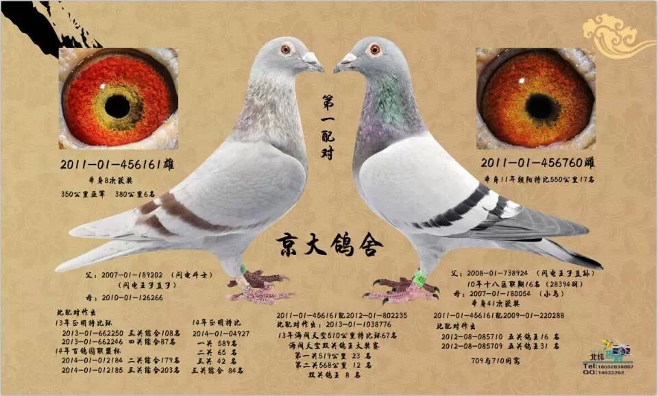 京大鸽舍第一配对