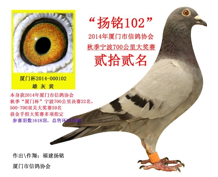 克洛102 700公里决赛22名>-福建扬铭鸽业-中信网爱鸽商城