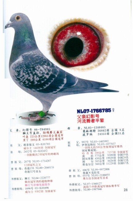<em>幻影之女</em>_安徽君顺鸽业-中信网爱鸽商城