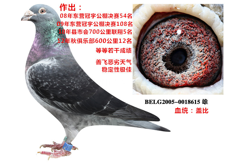 盖比_环球赛鸽文化_ag188.com爱鸽商城_中国信鸽信息网