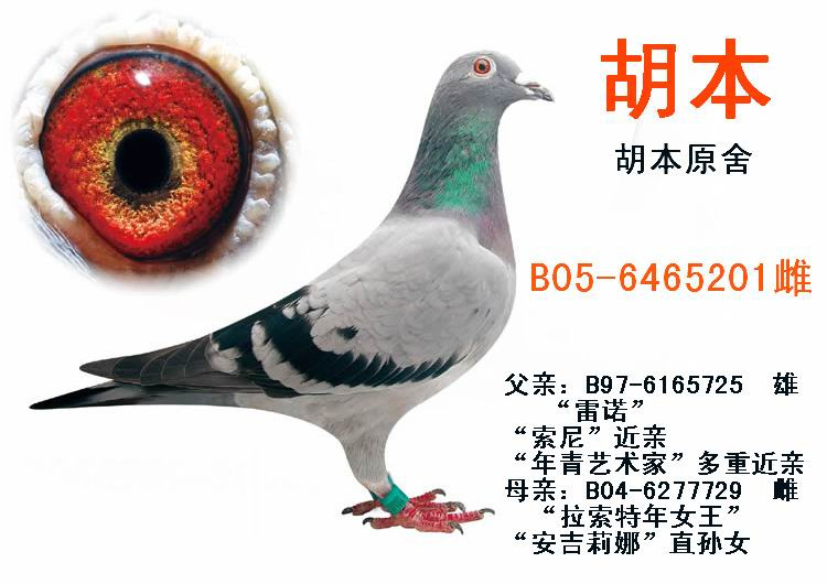 胡本-小金莲_水浒家园_ag188.com爱鸽商城_中国信鸽