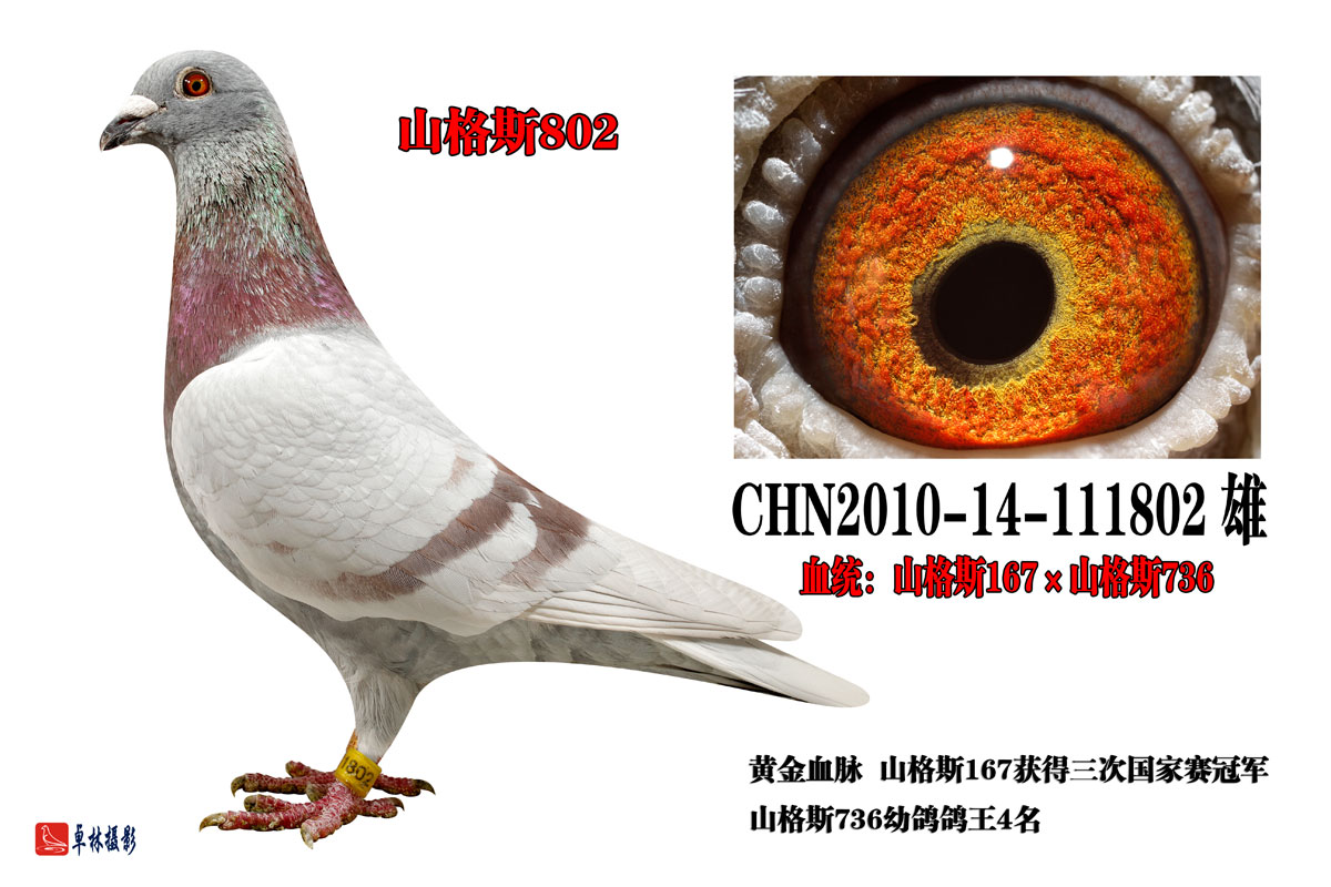 您要找的江西品翔鸽业展厅服务时间已到期