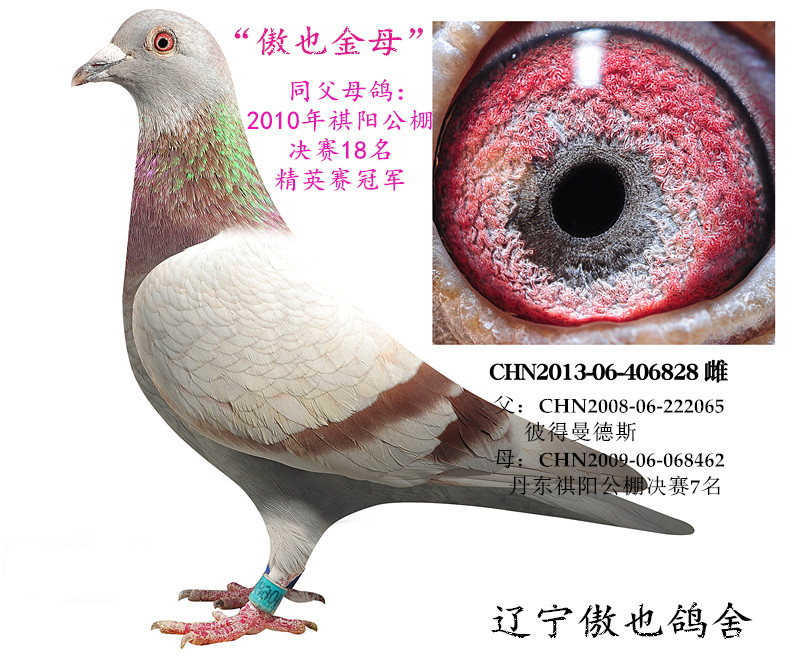"傲也金母"-辽宁傲也鸽舍-中信网爱鸽商城