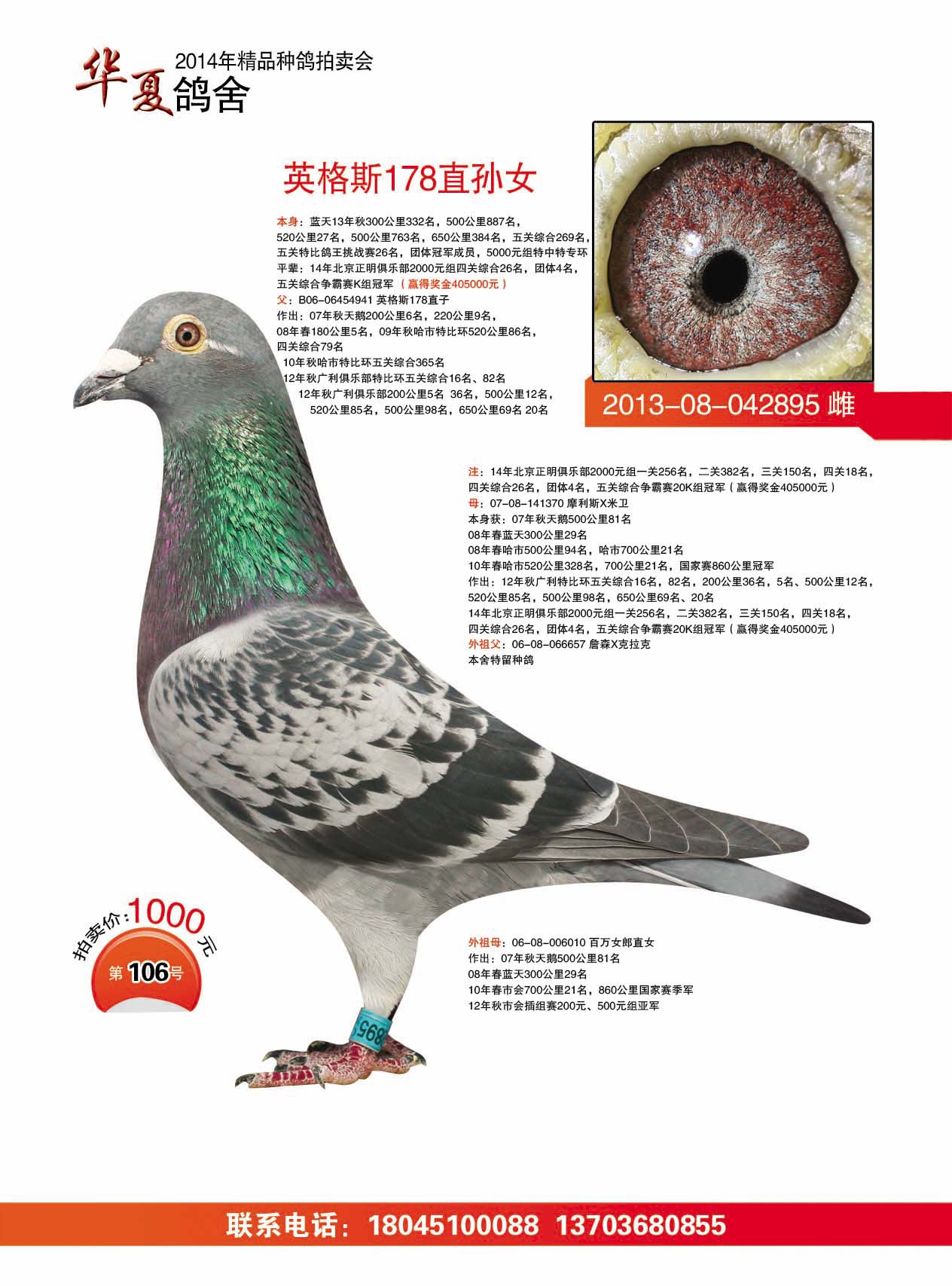 华夏鸽舍2014年精品种鸽拍卖会66
