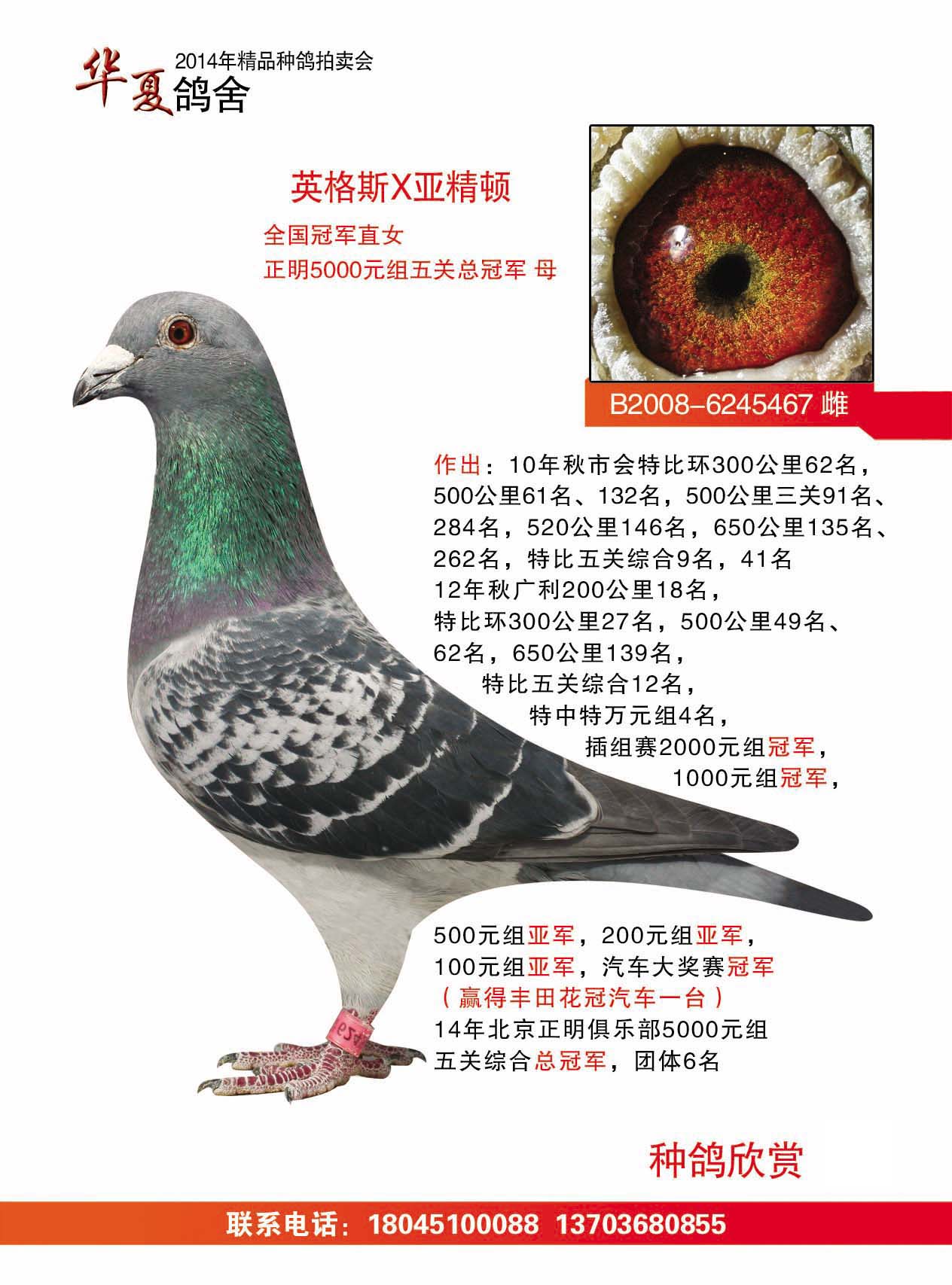 华夏鸽舍2014年精品种鸽拍卖会种鸽2