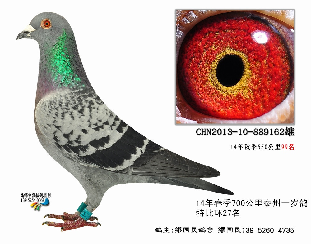 霍夫肯162