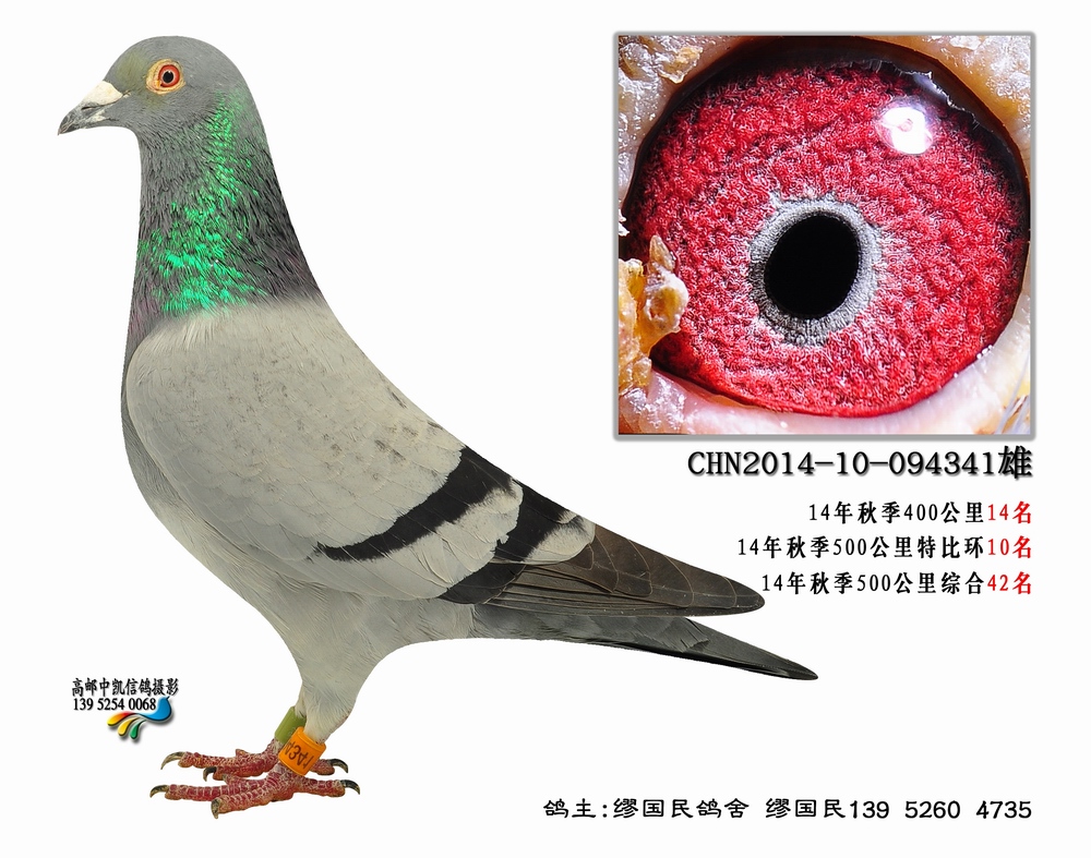 杨龚多拉斯341