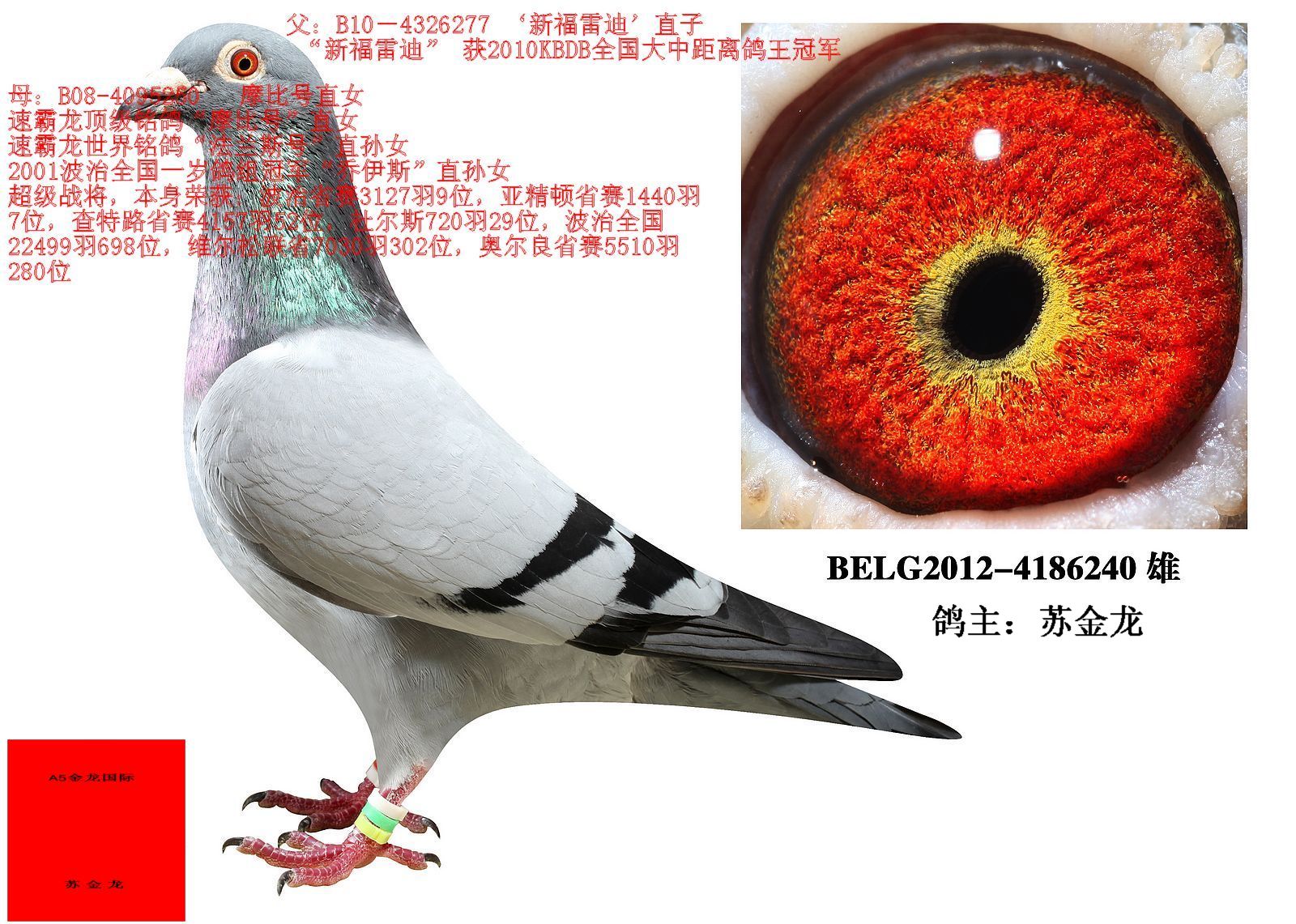 福雷迪.范西-a5金龙国际-中信网爱鸽商城