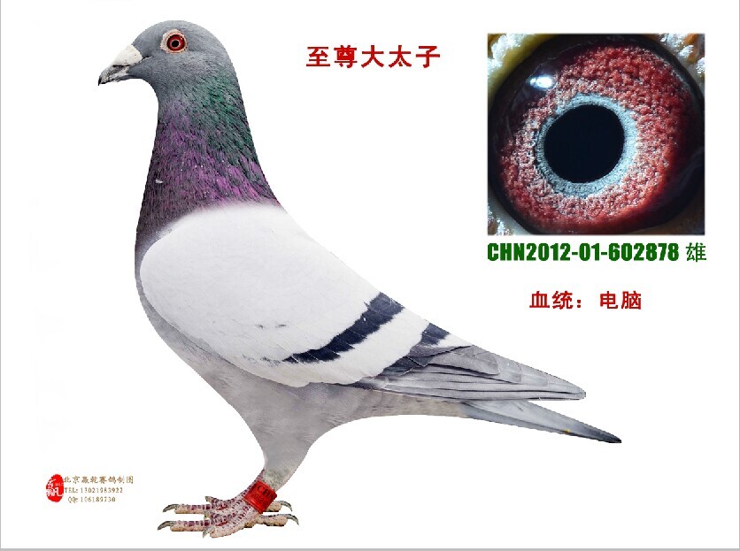 ̫