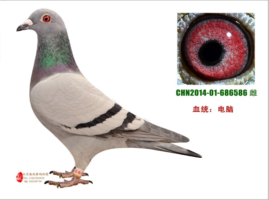 ܊ֱŮ