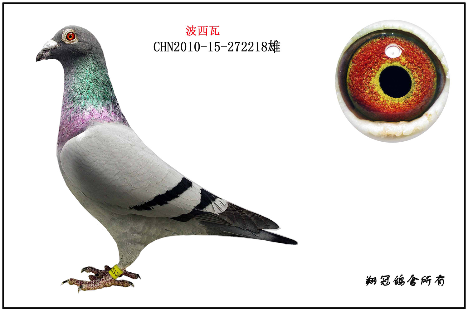波西瓦218_贵州翔冠鸽苑_ag188.com爱鸽商城_中国信鸽信息网