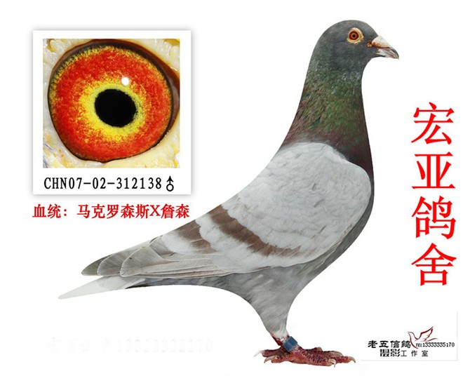 马克罗森斯配詹森