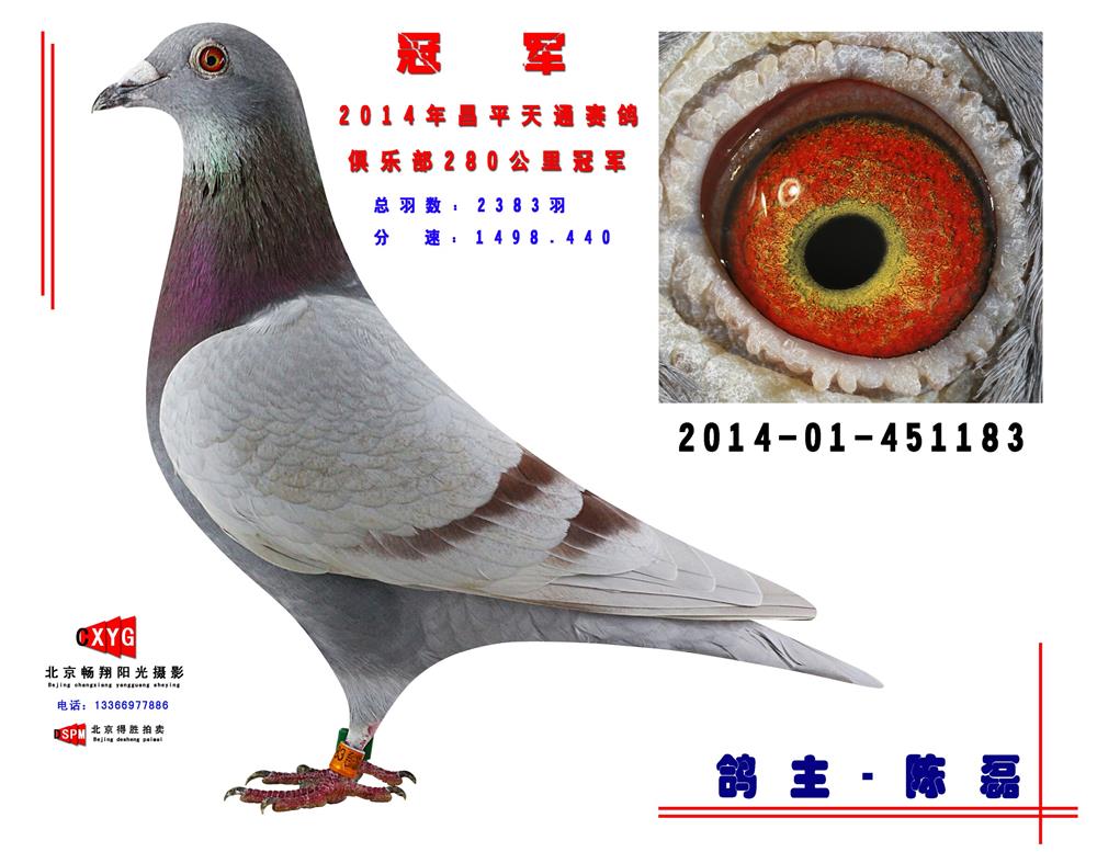 人 气:              次                血 统: 桑杰士