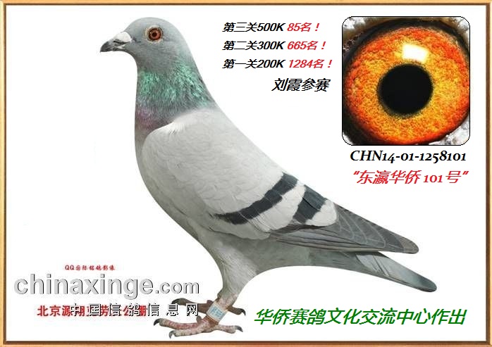 ��孻���101��