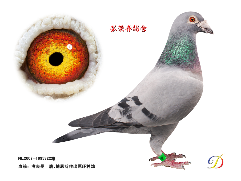 考夫曼(已售)